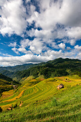 Obraz premium Rice fields on terraced of Mu Cang Chai, YenBai, Vietnam.