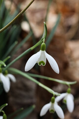 Obraz premium Snowdrop flower, Galanthus nivalis, close up
