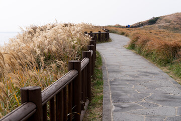 View of the footpath and the swaying reeds in the wind at the seaside cliff