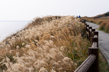 View of the footpath and the swaying reeds in the wind at the seaside cliff