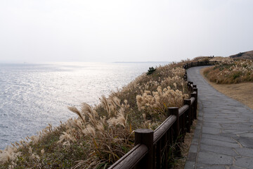 View of the footpath with the swaying reeds in the seaside cliff