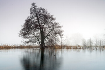 Landscape in the park. Old trees.