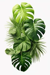 Fototapete Monstera Fresh green leaves on a clean white background, perfect for botanical designs