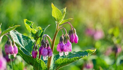 comfrey pink flowers growing in summer garden purple symphytum officinale perennial flowering plants grow in spring green meadow fresh wildflowers cultivated comfrey blooming selective focus - obrazy, fototapety, plakaty
