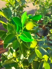 Lemon tree with fruits