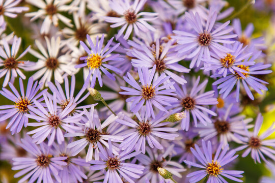 Herzblatt-Aster (Aster x herveyi 'Twighlight')