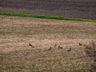 Ein Rudel Rehe liegt im Feld