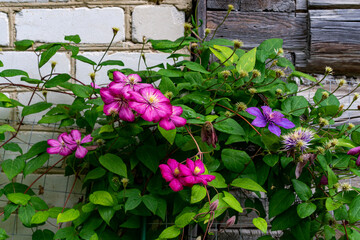 A variety of flowering clematis.