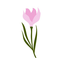 
 Crocus isolated on white background. Spring flowers.Simple flat style