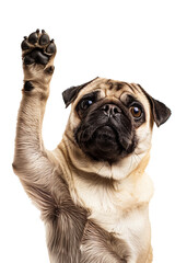 Obraz premium Isolated cute pug dog with raised paw.