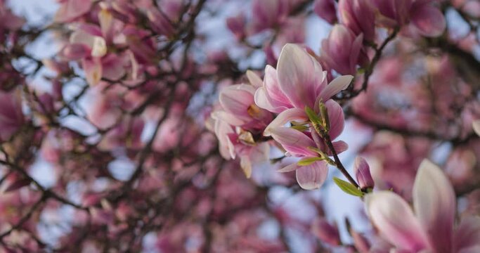 Pink Magnolia Flower on Blooming Tree Background in Spring