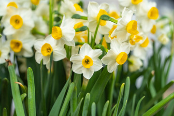 blooming narcissus or white daffodils in close view