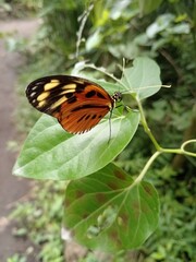 Mariposa