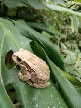 Rana ecuatoriana