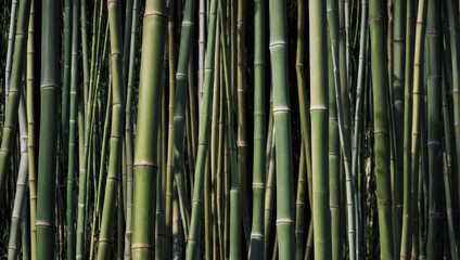 Bamboo pattern for a natural and organic design. 