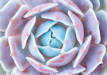 cactus succulents in a planter