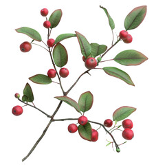  3D Serviceberry