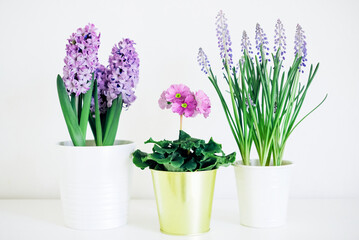Beautiful fresh spring flowers such as hyacinth, primula and muscari in full bloom against white background.
