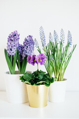 Beautiful fresh spring flowers such as hyacinth, primula and muscari in full bloom against white background.