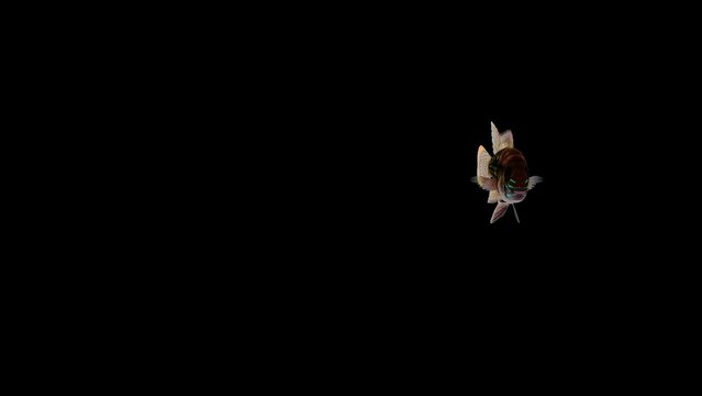 Andinoacara Rivulatus fish swimming on black background Video, Fish Animation, Fish Swim green Screen Video, 3D Animation, Underwater, Single and Group, Near camera, aquatic animals, 4K Footage, butte