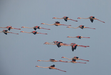 Greater Flamingos flying at Eker creek in the morning, Bahrain