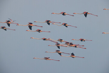 Greater Flamingos flying at Eker creek in the morning, Bahrain