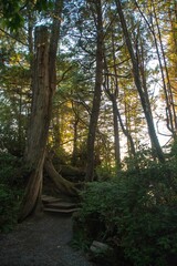 Obraz premium path in the woods