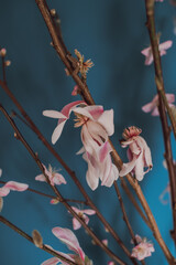 Early spring flower branches blooming inside the house. Macro shoots on a blue background. Easter celebrations. Beautiful details of petals and flowers