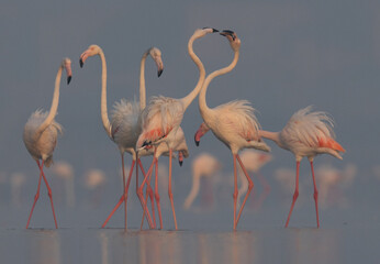 Greater Flamingos territory fight while feeding at Eker creek in the morning.