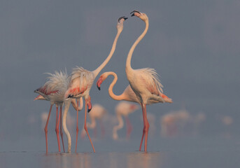 Greater Flamingos in the morning at Eker creek of Bahrain