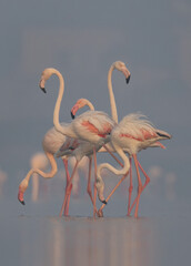 Greater Flamingos feeding in the early morning hours at Eker creek, Bahrain