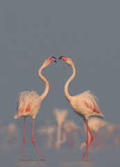 Greater Flamingos territory dispute while feeding at Eker creek, Bahrain