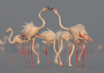 Greater Flamingos territory dispute while feeding at Eker creek