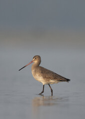 Black-tailed Godwit at Eker coast of Bahrain