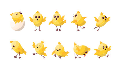 Cartoon Color Characters Cute Chicken Baby Set Concept Flat Design Style. Vector illustration of Mascot Little Bird