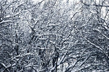 An image of many snow-covered tree branches in a yard.