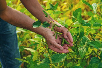 soybeans in the hands of a farmer on the field. Selective focus.