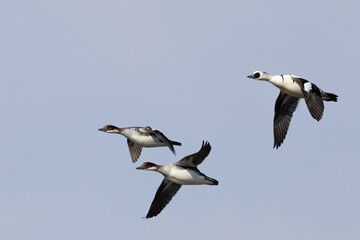 Smew