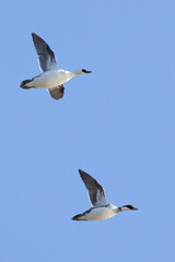 Smew
