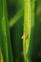 Leptocorisa oratorius (stinging grasshopper) perch on leave