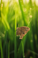 Common evening brown butterfly has a brown color. Common evening brown butterfly has the Latin name...