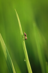 Potter wasp perch on the leaf. potter wasp has yellow and black color. potter wasp is wild animal insect