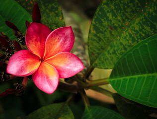 plumeria frangipani with pink petal bloom in garden. plumeria frangipani has botanical name plumeria rubra from apocynaceae family