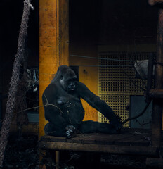 gorilla zoo eyes