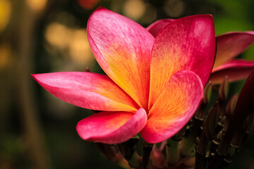 Fototapeta premium frangipani plumeria flower blooms in the garden. frangipani plumeria flower have latin named plumeria rubra. plumeria rubra flower from apocynaceae family