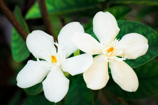 wrightia antidysenterica flower blooms in the garden. wrightia antidysenterica flower has white petal. wrightia antidysenterica flower like jasmine flower
