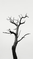 Fototapeta na wymiar Silhouette of a Bare Tree Against White Sky