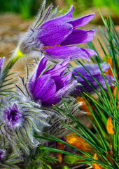 Flowers of the Windflower or Pulsatilla Patens.First spring blooming flower, purple plant macro, dream grass