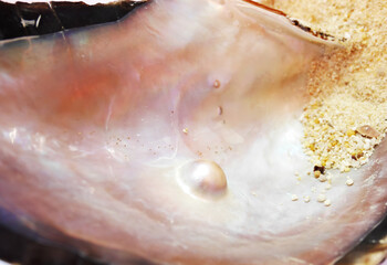 Pearl in an oyster shell
