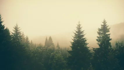 Foto auf Leinwand Misty landscape with fir forest in hipster vintage retro style © Rachanon